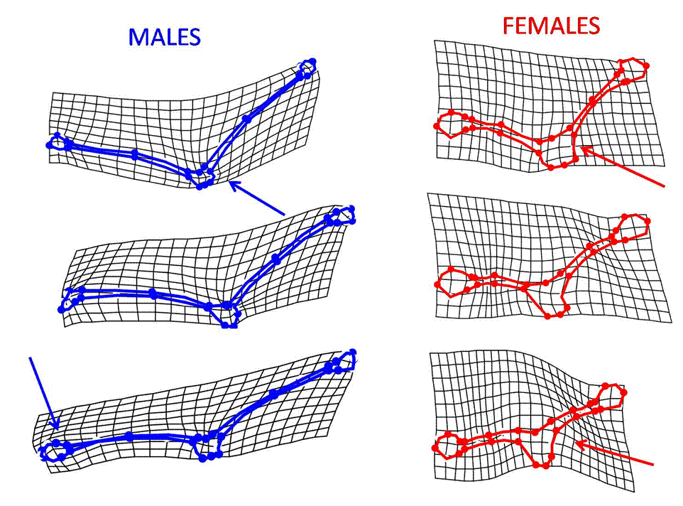 SEF splines